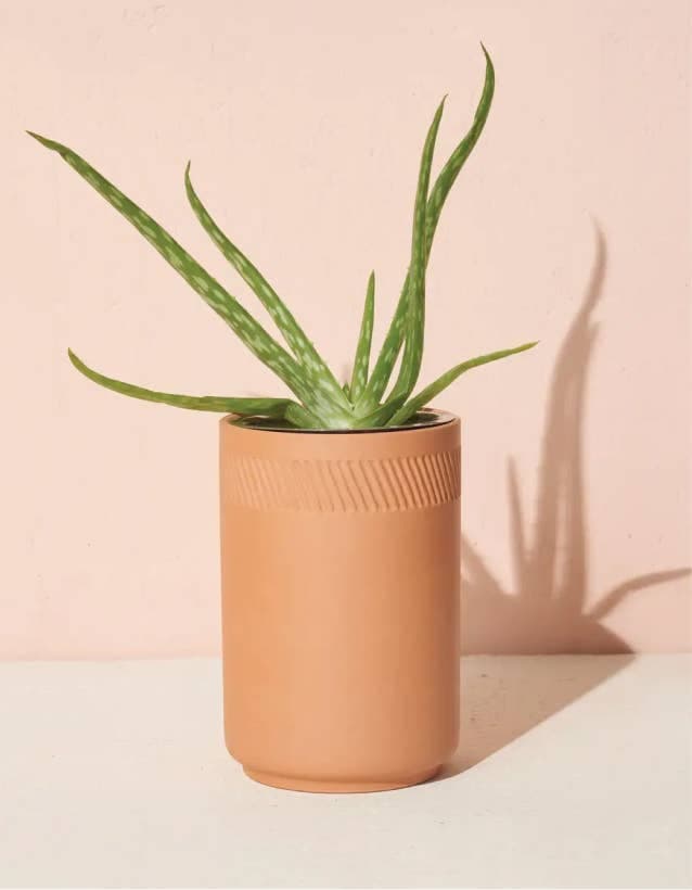 The Algorithm Controls Your Visibility