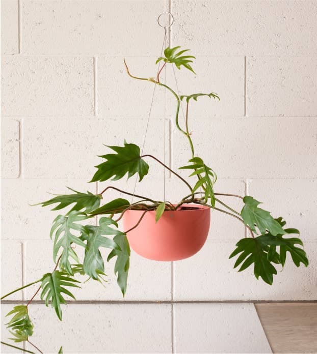 We write and send the emails.